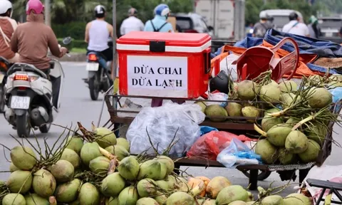 Dừa xiêm 7.000 đồng bán tràn ngập Hà Nội