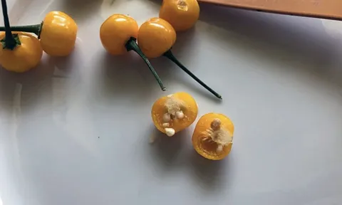 Việt Nam trồng được loại gia vị đắt nhất hành tinh, lên tới hơn 900 triệu/kg