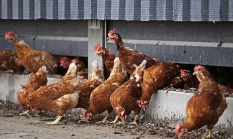 Hà Lan: Tiêu hủy 117.000 con gà vì cúm gia cầm lây lan