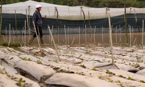 Vùng rau Đà Lạt nhiều nơi ngập trắng