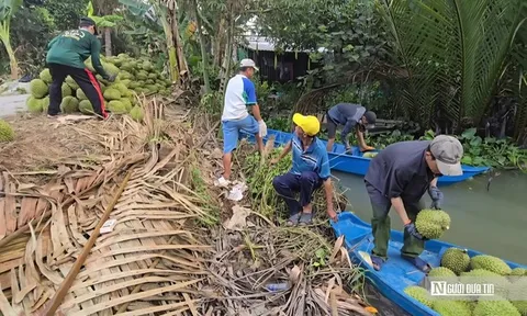 Sầu riêng tăng giá, nông dân Đồng Tháp phấn khởi vào vụ nghịch