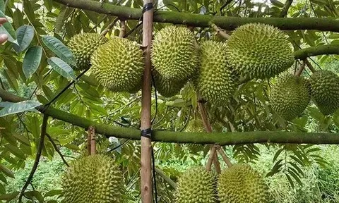 Giá sầu riêng tăng vọt