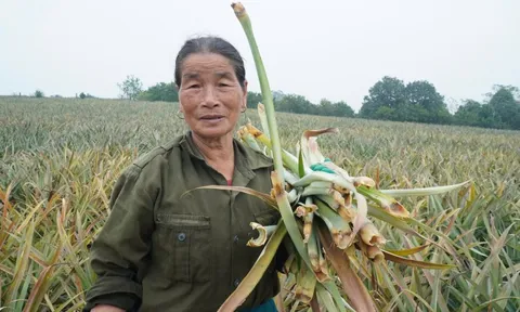 Dứa đang xanh tốt bỗng chết rụi, nông dân "thủ phủ dứa" lặng người trước nguy cơ trắng vốn