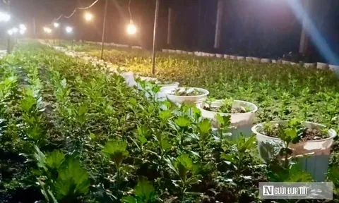 Nông dân làng hoa lớn nhất xứ Nghệ hối hả vào vụ Tết