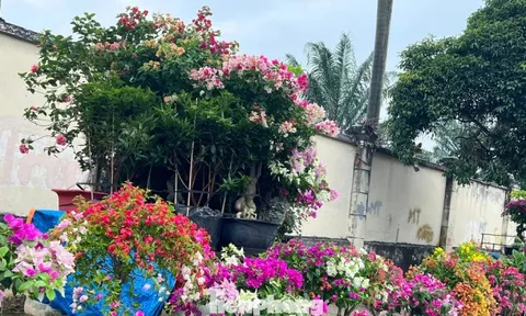 Hoa Tết về phố, 'bỏng tay' giá bưởi Diễn ở TPHCM