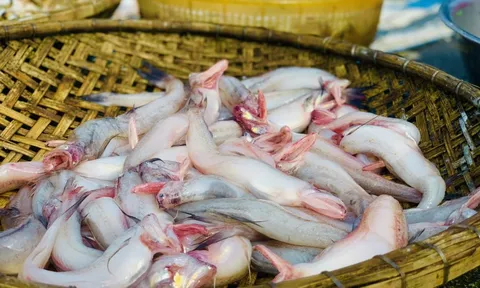 Phát hiện 5/7 mẫu cá cháo chứa Formol tại chợ ở Hà Tĩnh