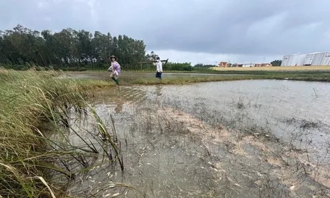Tràn dầu tại Dung Quất: 18 ha ruộng lúa, ao tôm của người dân bị ảnh hưởng