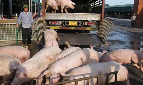 Lũ lụt, dịch bệnh bùng phát, cuối năm có thiếu thịt heo?