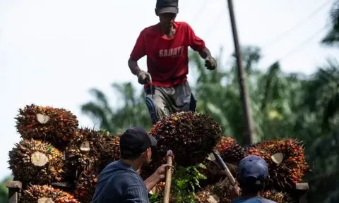 Dầu cọ thắng thế trong thỏa thuận Mỹ - Indonesia