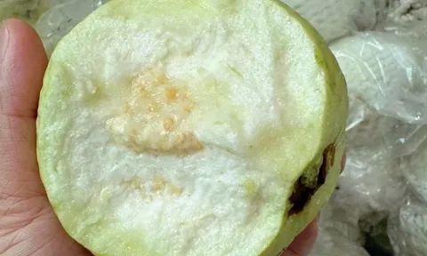 Thương lái tấp nập vào tận vườn thu mua loại quả giòn, ngọt đậm, người dân Hưng Yên kiếm bộn tiền