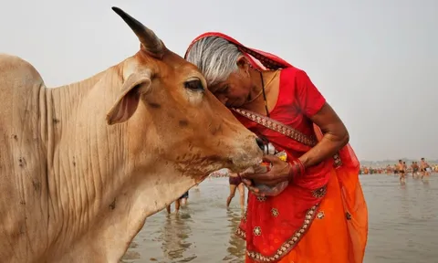 Ấn Độ nuôi hơn 500 triệu con bò nhưng không ăn thịt, mà biến chất thải của chúng thành mỏ vàng tỷ đô