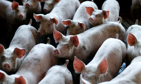 Buồn của nền kinh tế lớn nhất châu Á: Ồ ạt xây chung cư lợn nhưng dư cung khiến doanh nghiệp thua lỗ, giá thịt giảm sốc chỉ còn 1/3