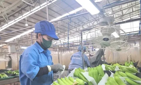 Dự báo mặt hàng rau quả mới sẽ gia nhập 'câu lạc bộ' tỷ USD