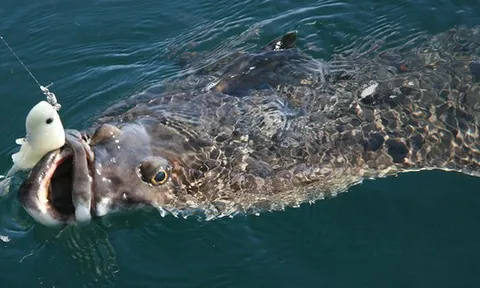 Cậu bé 13 tuổi oằn mình kéo "thủy quái" nặng hơn cả cơ thể giữa biển khơi, khoảnh khắc ai cũng nín thở