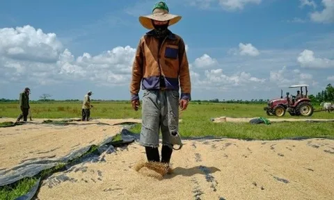 Giống lúa Việt Nam 'gây sốt' khi được trồng tại Cuba, nông dân thu hoạch xong phải ngỡ ngàng