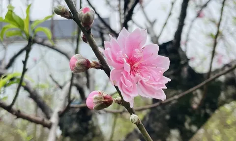 Thủ phủ đào phai tất bật vào mùa "canh hoa", quyết định thành bại cả năm