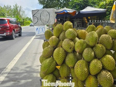 Sầu riêng đang là 'cuộc chơi' của Việt Nam và Thái Lan
