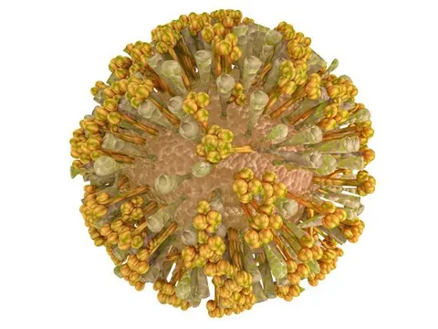Infographic: Các triệu chứng của bệnh chikungunya