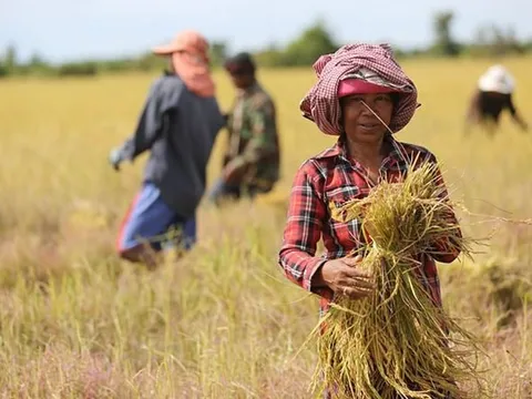 Giá ‘hạt vàng’ rớt thê thảm, chưa nổi 4.000 đồng/kg, còn rẻ hơn cả 1 viên kẹo, nông dân Campuchia sốc nặng: Thủ tướng đích thân vào cuộc