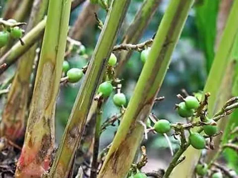 Loại hạt đắt đỏ bậc nhất thế giới, 2 triệu đồng/kg, ở Việt Nam trồng bạt ngàn