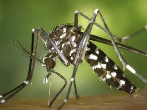 Bộ Y tế bác thông tin Việt Nam xuất hiện ca bệnh Chikungunya