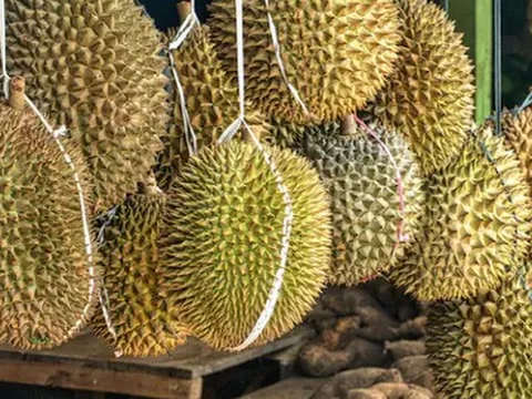 Một đối thủ sầu riêng của Việt Nam vừa bắt tay Trung Quốc thành lập liên doanh sầu riêng triệu đô: Sắp có 9 kho lạnh công suất 100.000 tấn, sở hữu đội container khủng