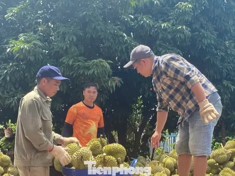 Buôn sầu riêng nhanh giàu nhưng dễ 'bay' sổ đỏ