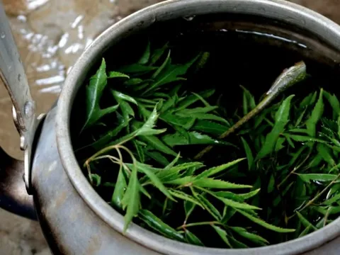 Người đàn ông nhập viện cấp cứu chỉ vì 1 sai lầm khi dùng lá đinh lăng