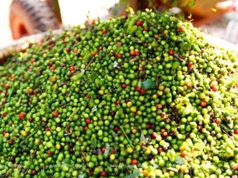 Giá tiêu hôm nay 5/9: Đứt chuỗi tăng, cao nhất 153.000 đồng/kg