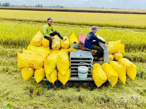 Lên phương án ứng phó việc Philippines tạm dừng nhập gạo