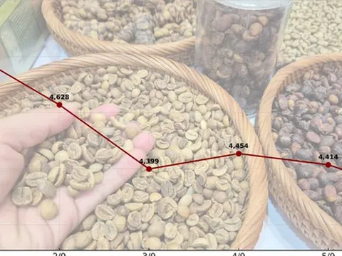 Giá cà phê hôm nay 6-9: Giảm 3 con số, tương lai thế nào?