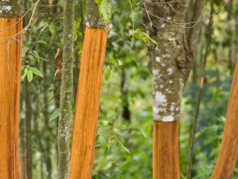 Một loại cây từ Indonesia đổ bộ giúp Việt Nam xuất khẩu dẫn đầu thế giới: Thu về hơn 210 triệu USD, được mệnh danh vàng nâu triệu đô của toàn cầu