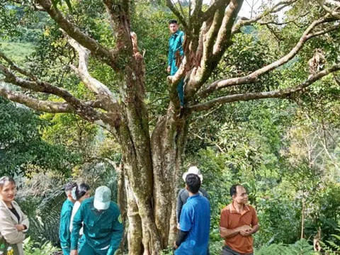 'Cụ' quế 150 năm tuổi được công nhận là Cây di sản Việt Nam