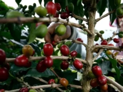 Chịu mức thuế 40% của Mỹ, nước láng giềng Việt Nam tính chuyển hướng xuất khẩu mặt hàng ‘hái ra tiền’ sang Nga