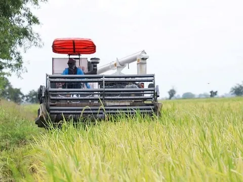 Giá 'hạt vàng' giảm sốc, nông dân Campuchia oằn mình chịu lỗ gần 7 triệu đồng/ha, tính bỏ ruộng sang Thái Lan làm thuê