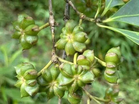 Việt Nam sở hữu hàng chục nghìn ha trồng một loại hoa triệu đô của thế giới: Vừa thu về hơn 40 triệu USD, Ấn Độ cực ưa chuộng