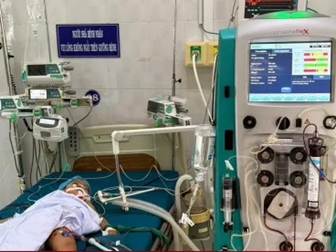 Bị 23 vết ong vò vẽ đốt, bé 5 tuổi ở Gia Lai tử vong