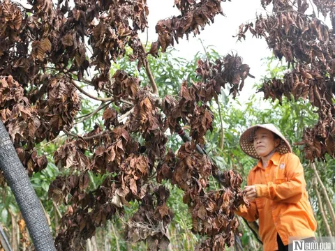 Cây chết khô sau bão, người dân làng cây cảnh lớn nhất Nghệ An lo mất Tết