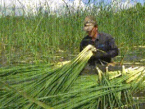 VIDEO: Loài cây mọc hoang dại trở thành đặc sản ở Cà Mau