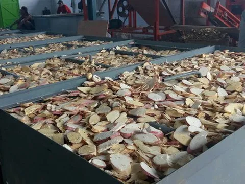 'Vựa lúa dưới lòng đất' của Việt Nam được Nhật Bản đổ tiền thu mua hàng nghìn tấn, xuất khẩu tăng 800%