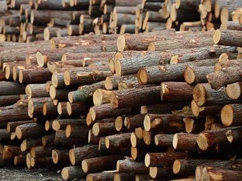 Mỹ đổ hơn 6 tỷ USD săn 'cây kim tiền' của Việt Nam: thuế nhập khẩu 10%, Việt Nam là ông trùm đứng thứ 5 thế giới