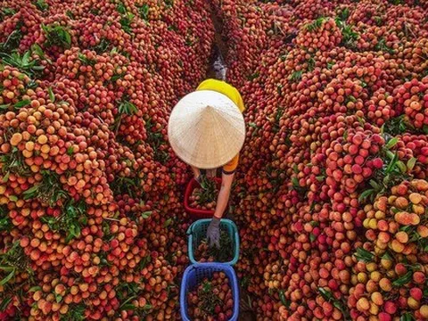 Không phải sầu riêng, một báu vật triệu đô của Việt Nam khiến Trung Quốc, Mỹ mê mẩn: Xuất khẩu tăng khủng hơn 5.000%, sản lượng đạt 300.000 tấn