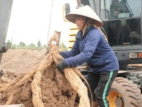 Biến cây mọc dại thành “vàng trắng”, người nông dân thu 3,6 tỷ đồng/năm