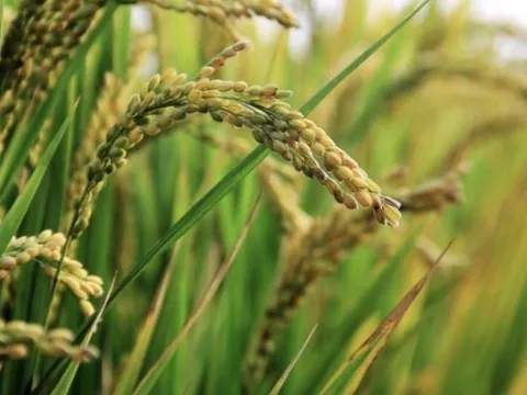 Buồn của quốc gia sản xuất gạo lớn thứ 3 thế giới: Giá tăng vọt dù sản lượng và nhập khẩu cao kỷ lục, mua từ Việt Nam tăng gần 26.000%