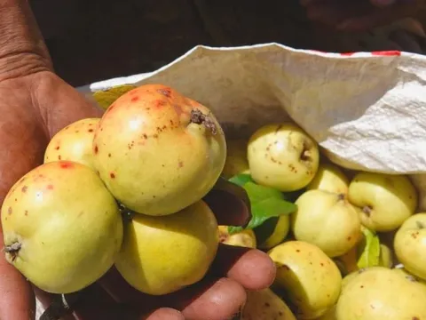 Đặc sản táo mèo Mù Cang Chải vào vụ