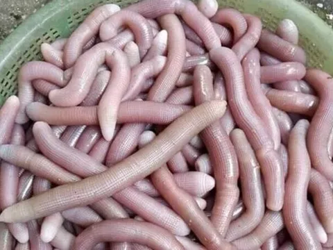 Đặc sản quý hiếm tên nghe lạ, nhìn thấy sợ nhưng chứa đựng cả tinh túy của biển