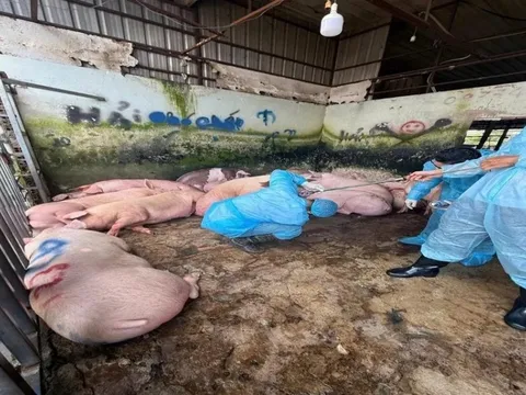 Phát hiện lò mổ gia súc có 89 con heo chứa chất tạo nạc bị cấm