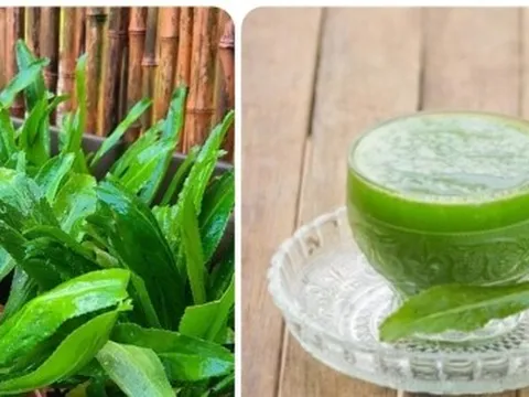 Nước lá mùi tàu có tác dụng chữa bệnh gì?