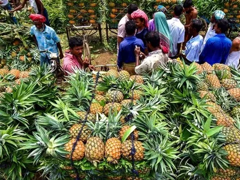 Không phải sầu riêng, loại quả của Việt Nam sang Nga đắt hàng kỷ lục: xuất khẩu tăng hơn 400%, sản lượng 860.000 tấn/năm