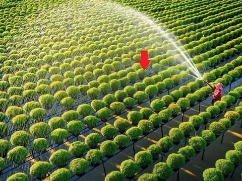 Một tổ chức của LHQ: VN đủ khả năng giúp nhiều nước tăng năng suất trong lĩnh vực đóng góp hơn 12% GDP